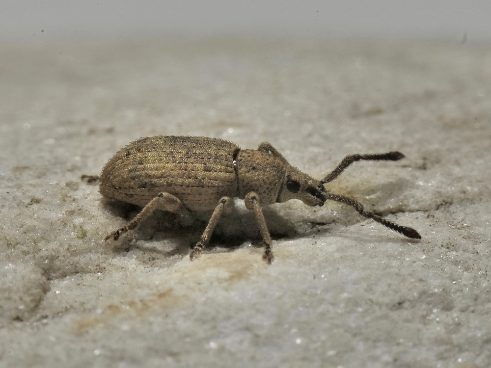 Curculionidae: Simo hirticornis?  Sì  !